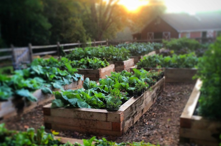 GardenFarm raised beds