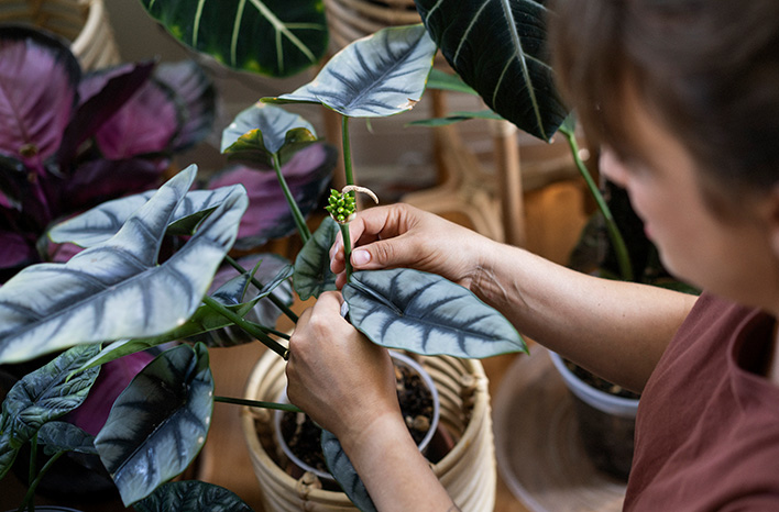 Lindsay Sisti with Alocasia berries