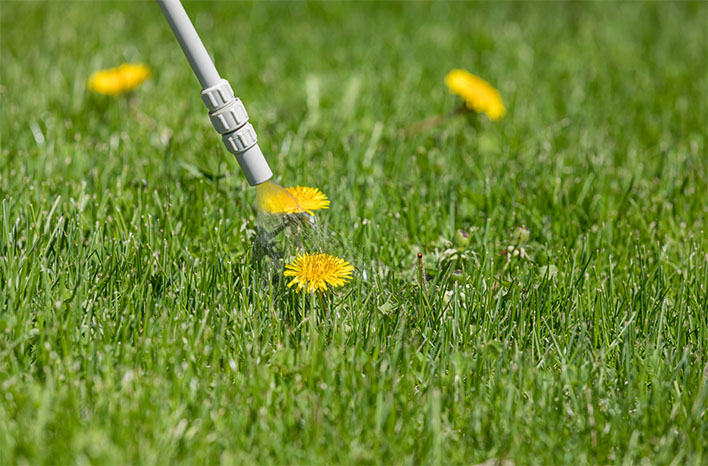 Spraying a dandelion with an herbicide