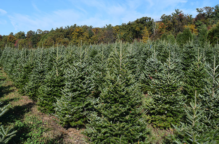 Christmas tree farm
