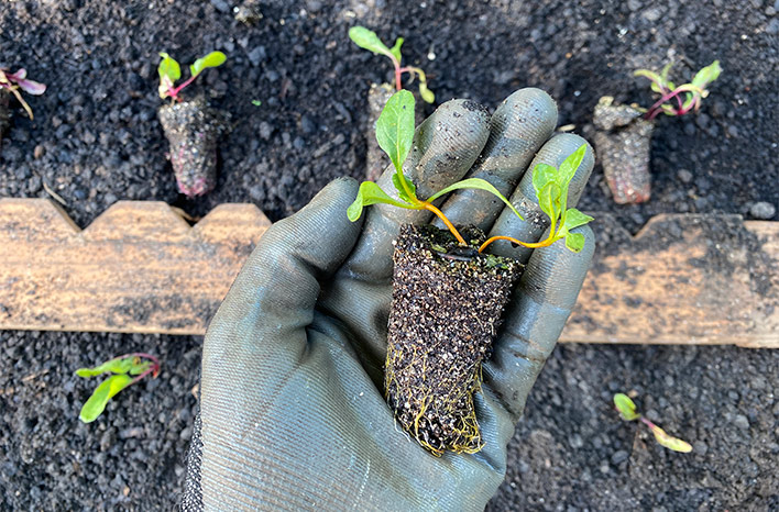 Beet seedlings being transplanted