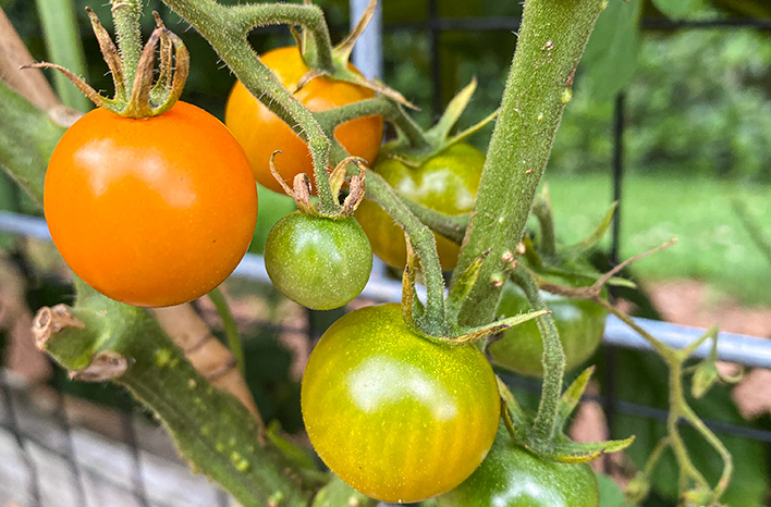 Sungold tomatoes