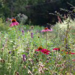 purple coneflowers