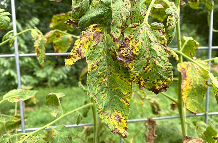 Tomato with Septoria Leaf Spot