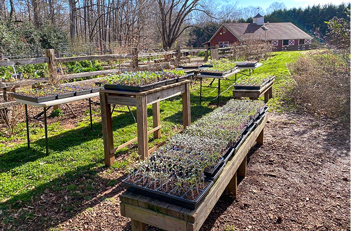 Seedlings in trays out in the sunshine. Plants have greater success in spring when introduced to the outdoors gradually.