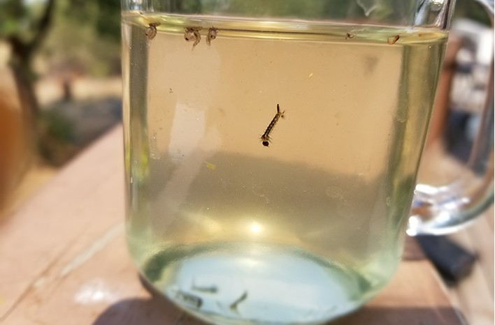 Mosquito larvae in water