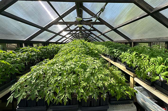 Seedlings in greenhouse