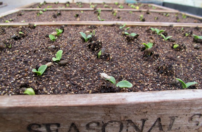 Artichoke seedlings