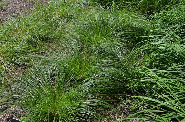 Carex stricta