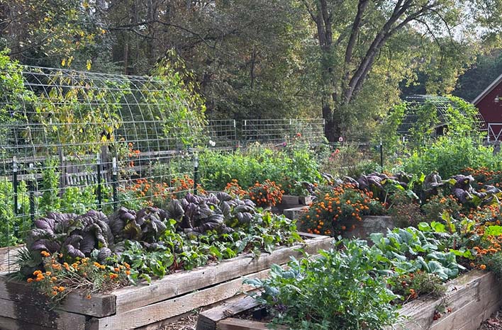 Joe Lamp's 2024 garden