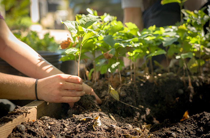 Saplings in an air pruning bed.