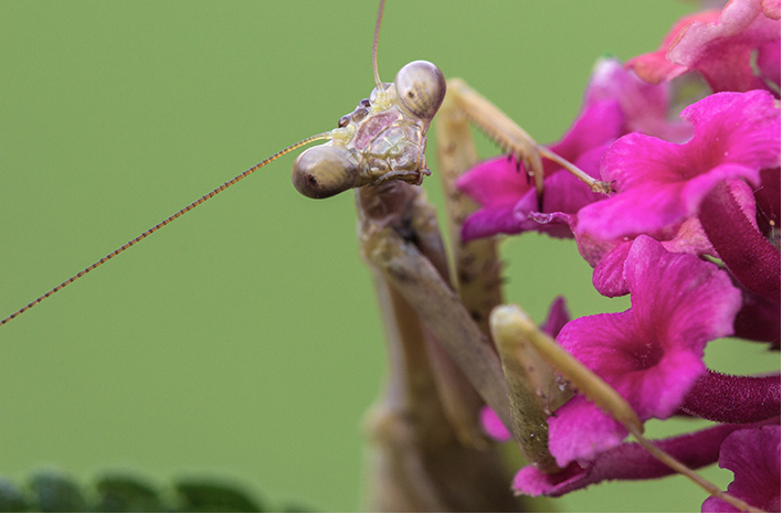 Praying mantis face up close