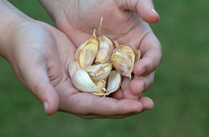 Handfuls of garlic cloves for growing garlic