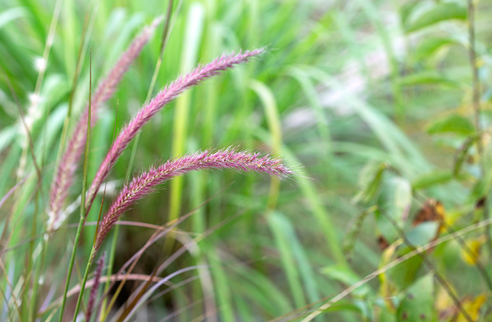 Fountain grass plumes