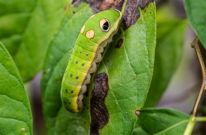 Swallowtail caterpillar on spicebush leaf