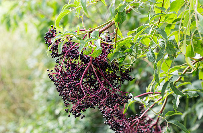 Elderberry