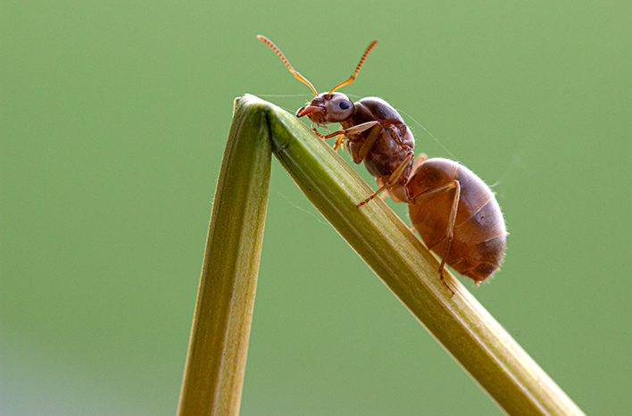 An ant on a bent plant stem