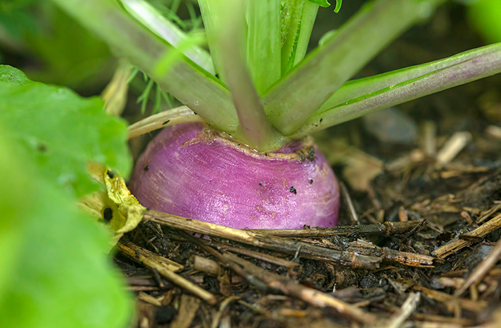 turnips