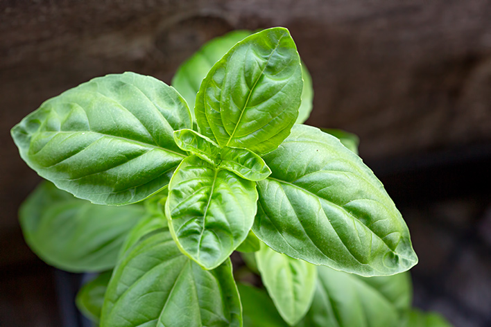 Genovese Basil