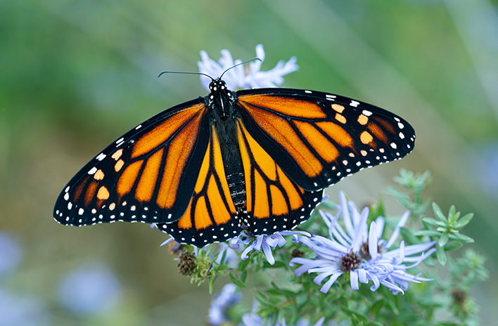 Monarch butterfly on aster