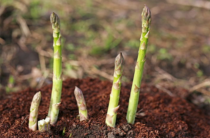 Asparagus
