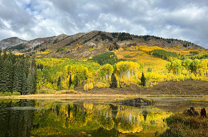 Aspen in fall