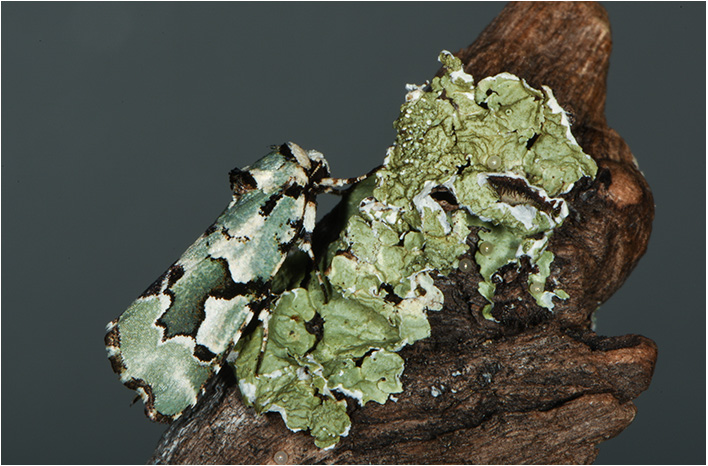 Beloved Emarginea Moth