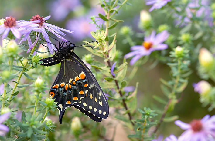 Black swallowtail butterfly on an aster