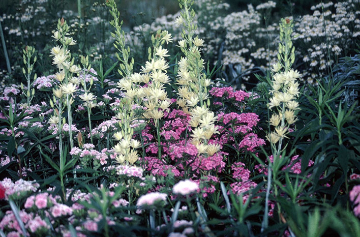 Camassia leichtlinii 'Semiplena' with Dianthus barbatus
