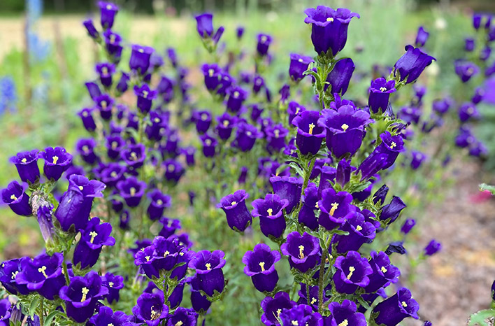 Campanula