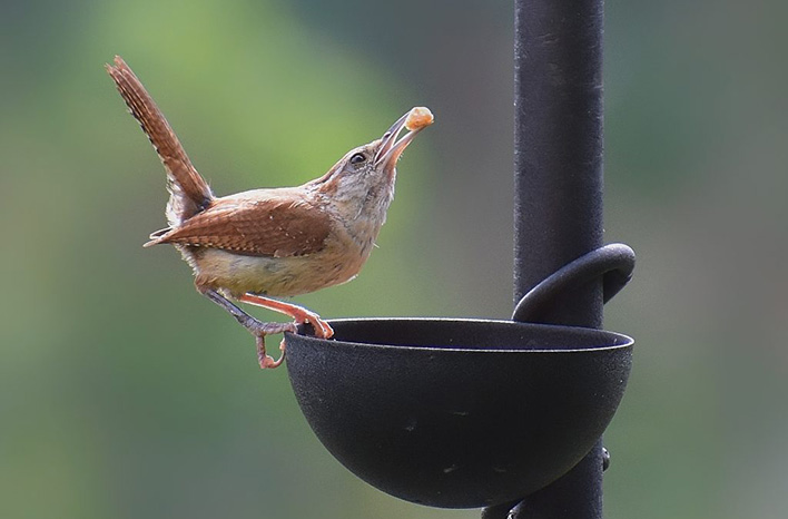 Carolina Wren