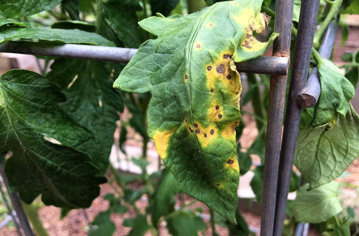 Early blight, a common tomato disease.