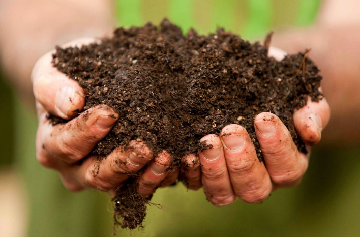 mycorrhizal fungi in healthy soil