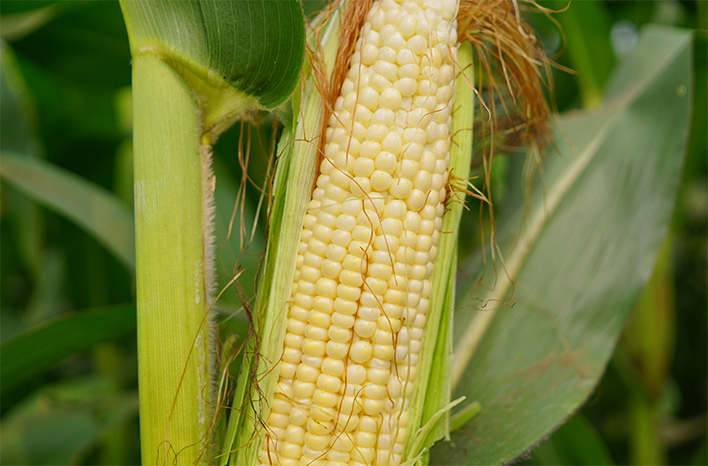 corn