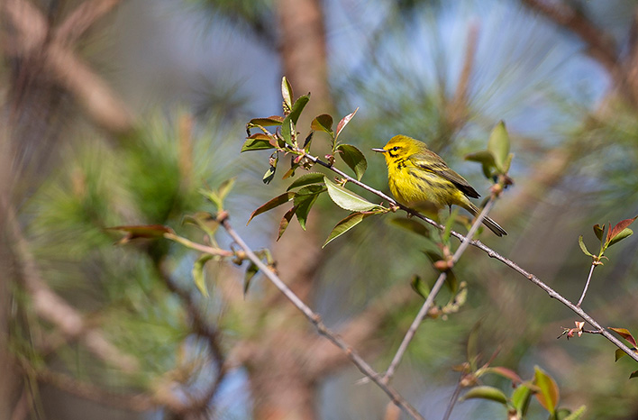 Prairie Warbler on Black Cherry branch.