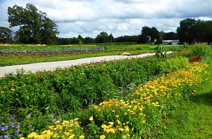 Diversity in plantings can help attract beneficial insects and reduce pest outbreaks