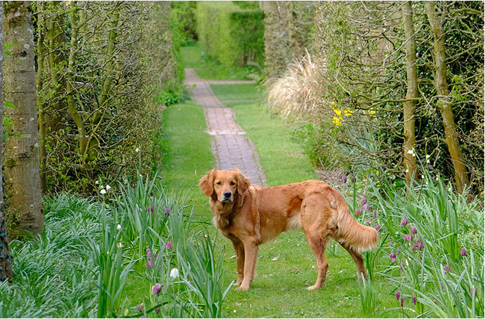 Dog in the garden