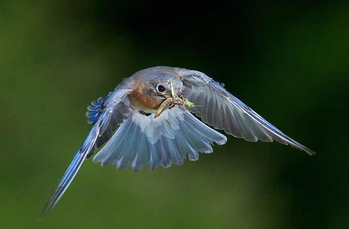 Bluebird with caterpillar