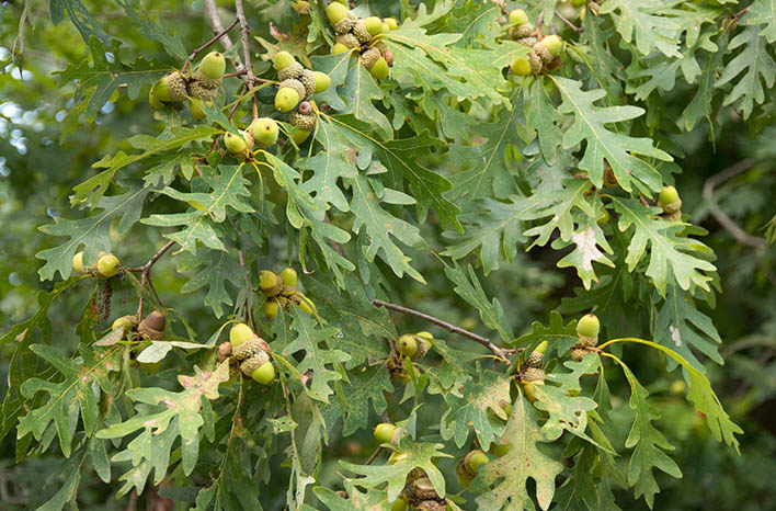 Like other types of keystone plants, the white oak serves as a preferred host for many species of butterflies and moths whose caterpillars feed on the foliage.