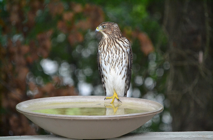 A Cooper's hawk at Margaret Renkl's bird bath.