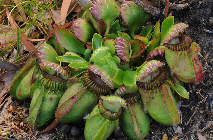 Cephalotus follicularis