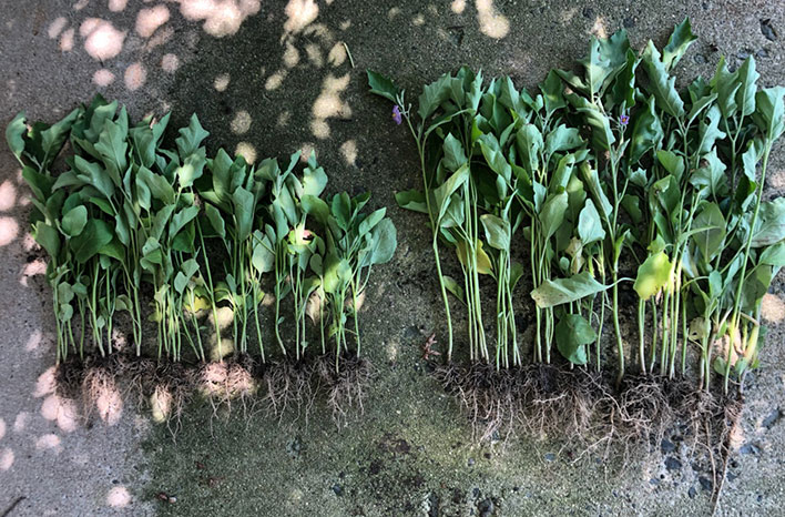 Eggplant, size, roots and flowers
