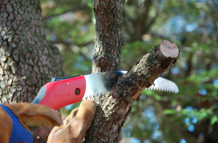 pruning saw