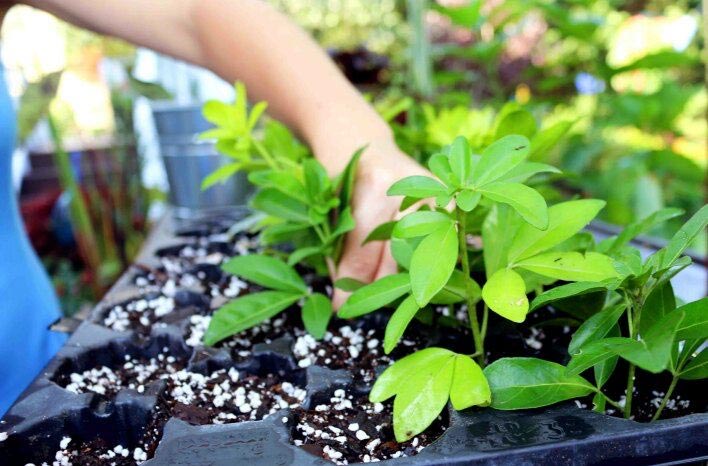 how to propagate plants