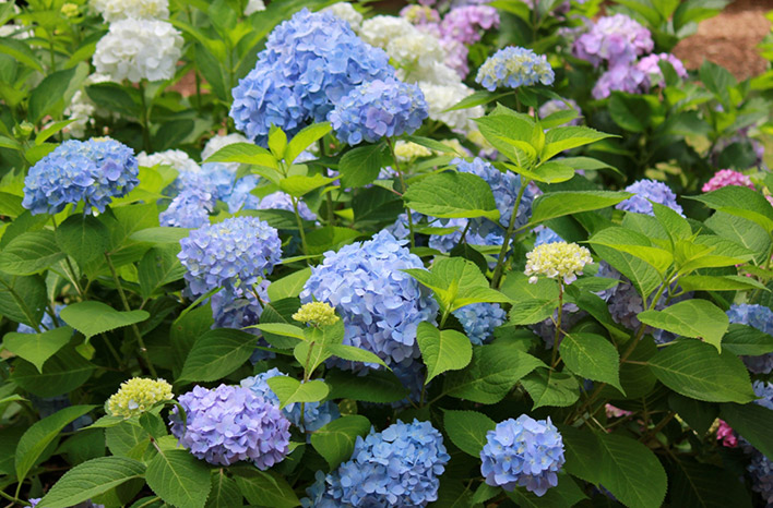 Blue hydrangea blooms