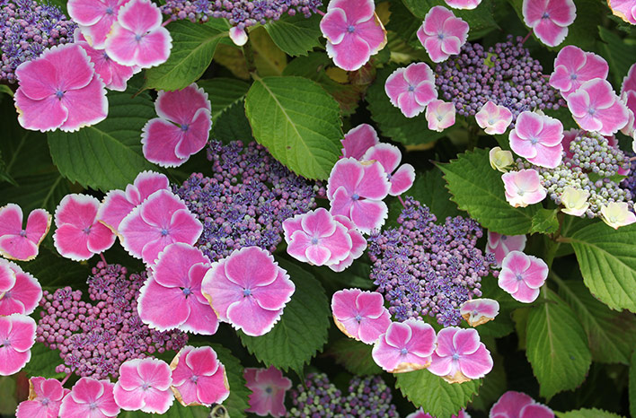 A lacecap Hydrangea macrophylla