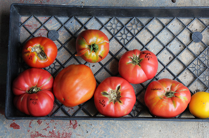Tomato names written on tomato shoulders