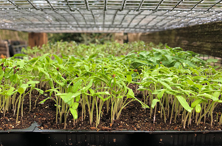 Seedlings in trays