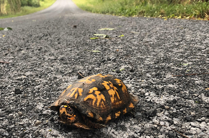 Turtle on the road