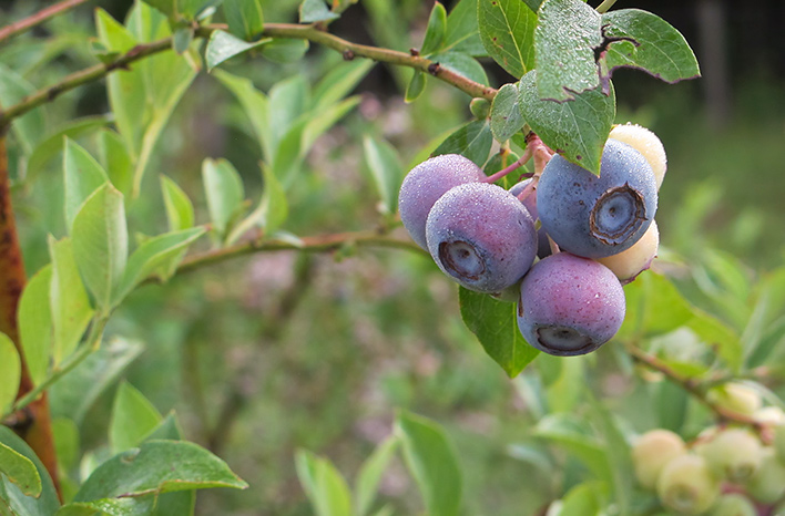 Growing blueberries